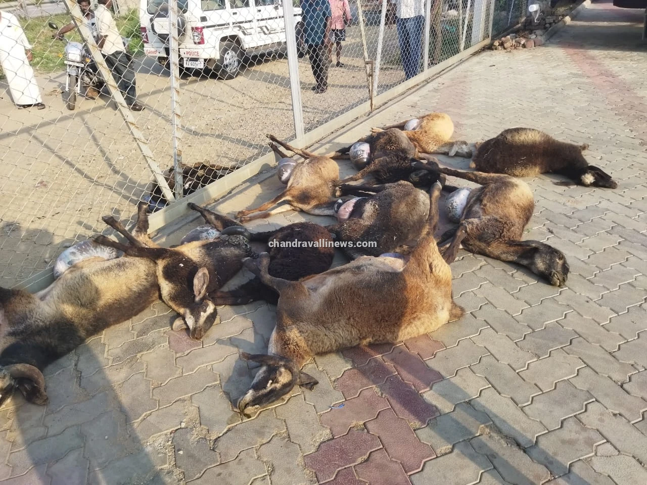 ವಿಷ ಅನಿಲ ಕುಡಿದು 11 ಕುರಿಗಳ ಸಾವು